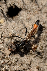David Plant Photography - Wildlife Photography - Heath sand wasp, Ammophila pubescens, by hole - C