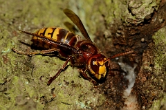 David Plant Photography - Wildlife Photography - Hornet, Vespa crabro - A