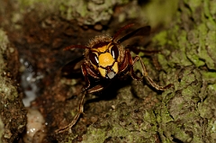 David Plant Photography - Wildlife Photography - Hornet, Vespa crabro - B