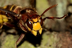 David Plant Photography - Wildlife Photography - Hornet, Vespa crabro - C