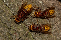David Plant Photography - Wildlife Photography - Hornet, Vespa crabro - D
