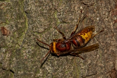 David Plant Photography - Wildlife Photography - Hornet, Vespa crabro - E