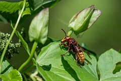David Plant Photography - Wildlife Photography - Hornet, Vespa crabro - F