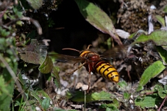 David Plant Photography - Wildlife Photography - Hornet, Vespa crabro - G