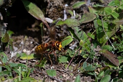 David Plant Photography - Wildlife Photography - Hornet, Vespa crabro - J