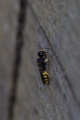 David Plant Photography - Wildlife Photography - Large ectemnius, Ectemnius cephalotes - A