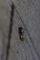 David Plant Photography - Wildlife Photography - Large ectemnius, Ectemnius cephalotes - B