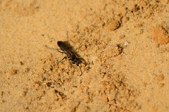David Plant Photography - Wildlife Photography - Leaden spider wasp, Pompilus cinereus - A