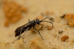 David Plant Photography - Wildlife Photography - Leaden spider wasp, Pompilus cinereus - B