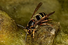 David Plant Photography - Wildlife Photography - Median wasp, Dolichovespula media - A