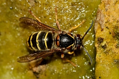 David Plant Photography - Wildlife Photography - Median wasp, Dolichovespula media - C