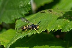 David Plant Photography - Wildlife Photography - Ornate-tailed digger wasp, Cerceris rybyensi - A