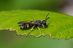 David Plant Photography - Wildlife Photography - Ornate-tailed digger wasp, Cerceris rybyensi - B