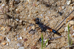 David Plant Photography - Wildlife Photography - Red-banded sand wasp, Ammophila sabulosa - C