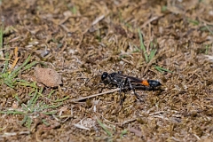 David Plant Photography - Wildlife Photography - Red-banded sand wasp, Ammophila sabulosa - D