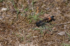 David Plant Photography - Wildlife Photography - Red-banded sand wasp, Ammophila sabulosa - E