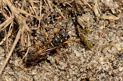 David Plant Photography - Wildlife Photography - Sand tailed digger wasp, Cerceris arenaria - A