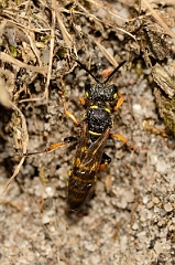 David Plant Photography - Wildlife Photography - Sand tailed digger wasp, Cerceris arenaria - B