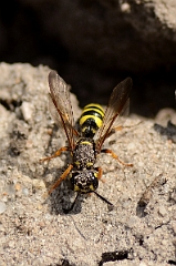 David Plant Photography - Wildlife Photography - Sand tailed digger wasp, Cerceris arenaria - C