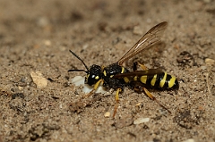David Plant Photography - Wildlife Photography - Sand tailed digger wasp, Cerceris arenaria - D