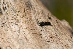 David Plant Photography - Wildlife Photography - Sapyga quinquepunctata - A