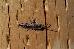 David Plant Photography - Wildlife Photography - Sapyga quinquepunctata - E