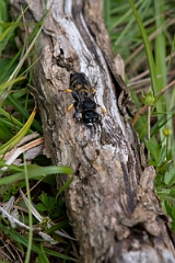David Plant Photography - Wildlife Photography - Slender bodied digger wasp, Crabro cribrarius - A