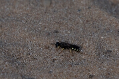 David Plant Photography - Wildlife Photography - Small shield wasp, Crabro scutellatus - A