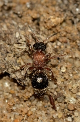 David Plant Photography - Wildlife Photography - Small velvet ant, Smicromyrme rufipes - A