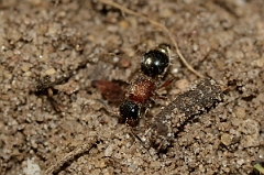 David Plant Photography - Wildlife Photography - Small velvet ant, Smicromyrme rufipes - B