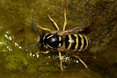 David Plant Photography - Wildlife Photography - Tree wasp, Dolichovespula sylvestris - A