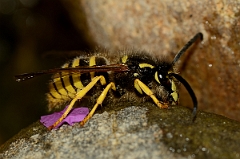 David Plant Photography - Wildlife Photography - Tree wasp, Dolichovespula sylvestris - C