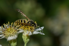 David Plant Photography - Wildlife Photography - Tree wasp, Dolichovespula sylvestris - E