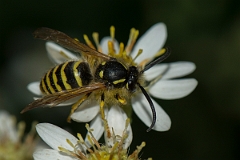 David Plant Photography - Wildlife Photography - Tree wasp, Dolichovespula sylvestris - F