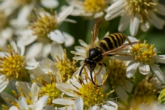 David Plant Photography - Wildlife Photography - Tree wasp, Dolichovespula sylvestris - G