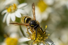 David Plant Photography - Wildlife Photography - Tree wasp, Dolichovespula sylvestris - H