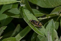 David Plant Photography - Wildlife Photography - Wall mason wasp, Ancistrocerus parietinus - A
