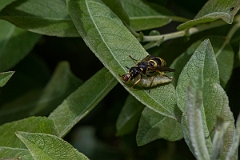 David Plant Photography - Wildlife Photography - Wall mason wasp, Ancistrocerus parietinus - B