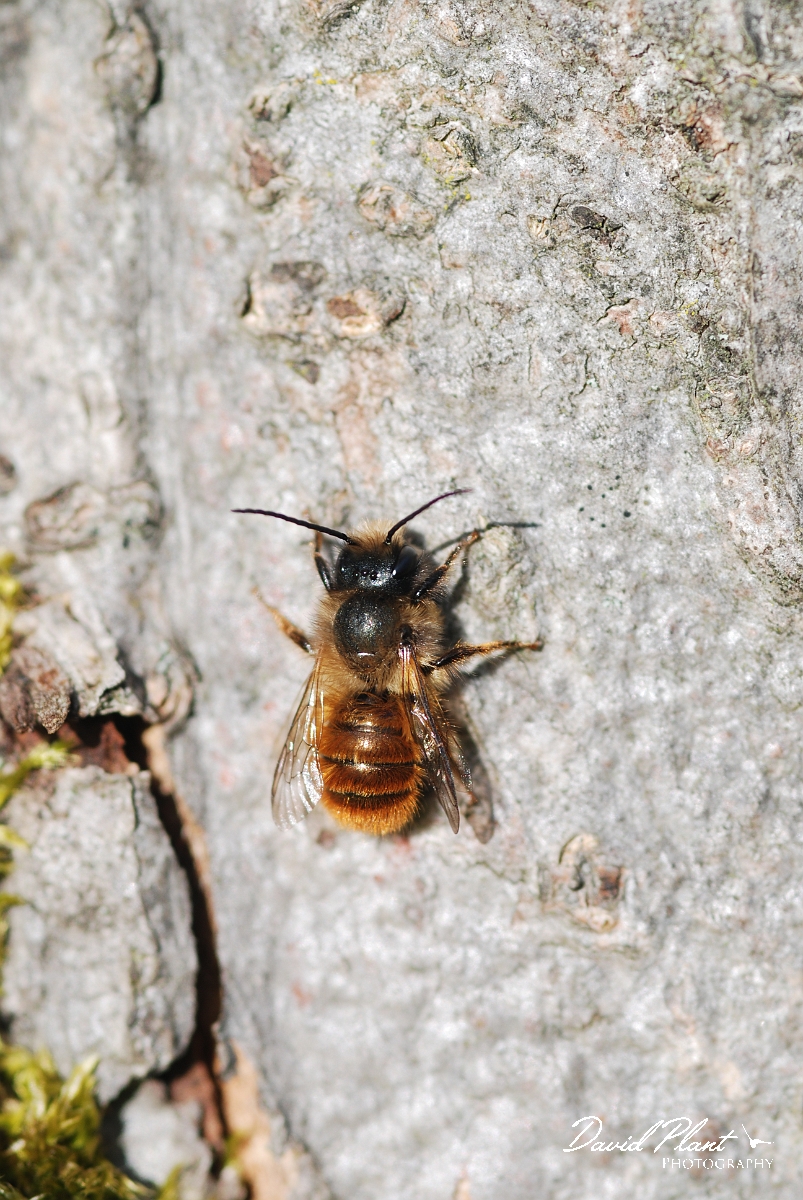 David Plant Photography - Wildlife Photographer - Osmia rufa.JPG - Red mason bee, Osmia bicronis - Cotswolds