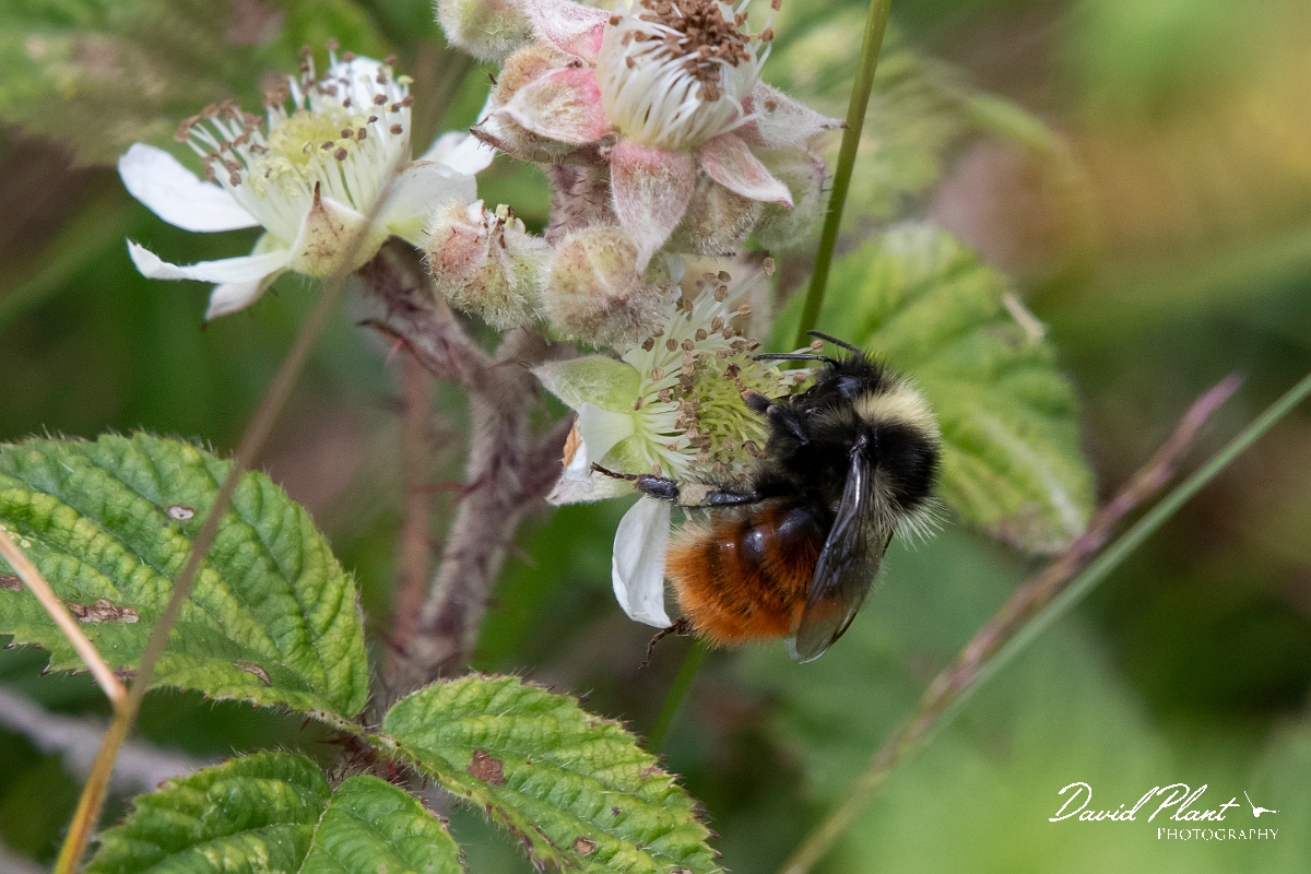 David Plant Photography - Wildlife Photography - Bilberry bumblebee, Bombus monticola - A.jpg - Bilberry bumblebee, Bombus monticola - Devon
