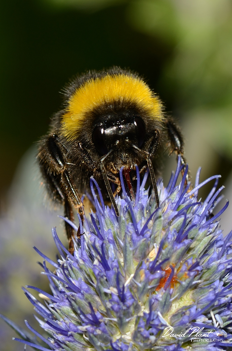 David Plant Photography - Wildlife Photography - Buff-tailed bumblebee, Bombus terrestris - B.jpg - Buff-tailed bumblebee, Bombus terrestris - Cotswolds