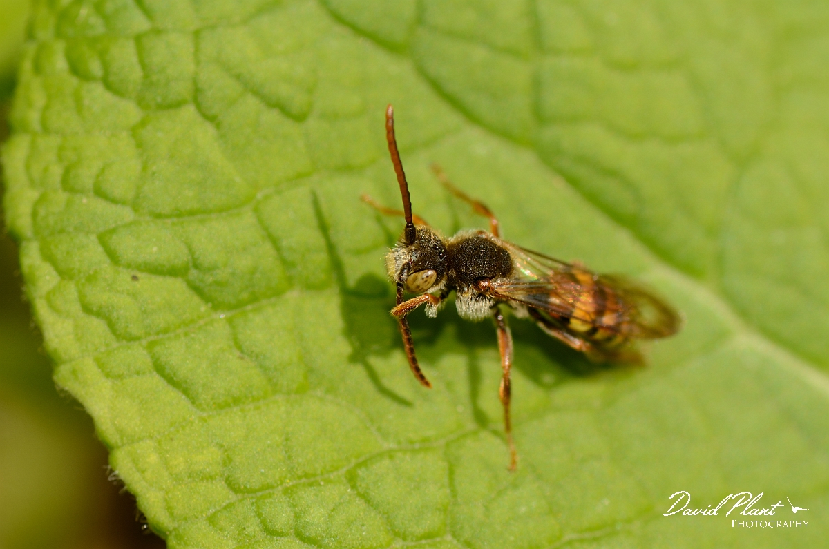 David Plant Photography - Wildlife Photography - Nomada flava - A.jpg - Flavous nomad bee, Nomada flava - Cotswolds