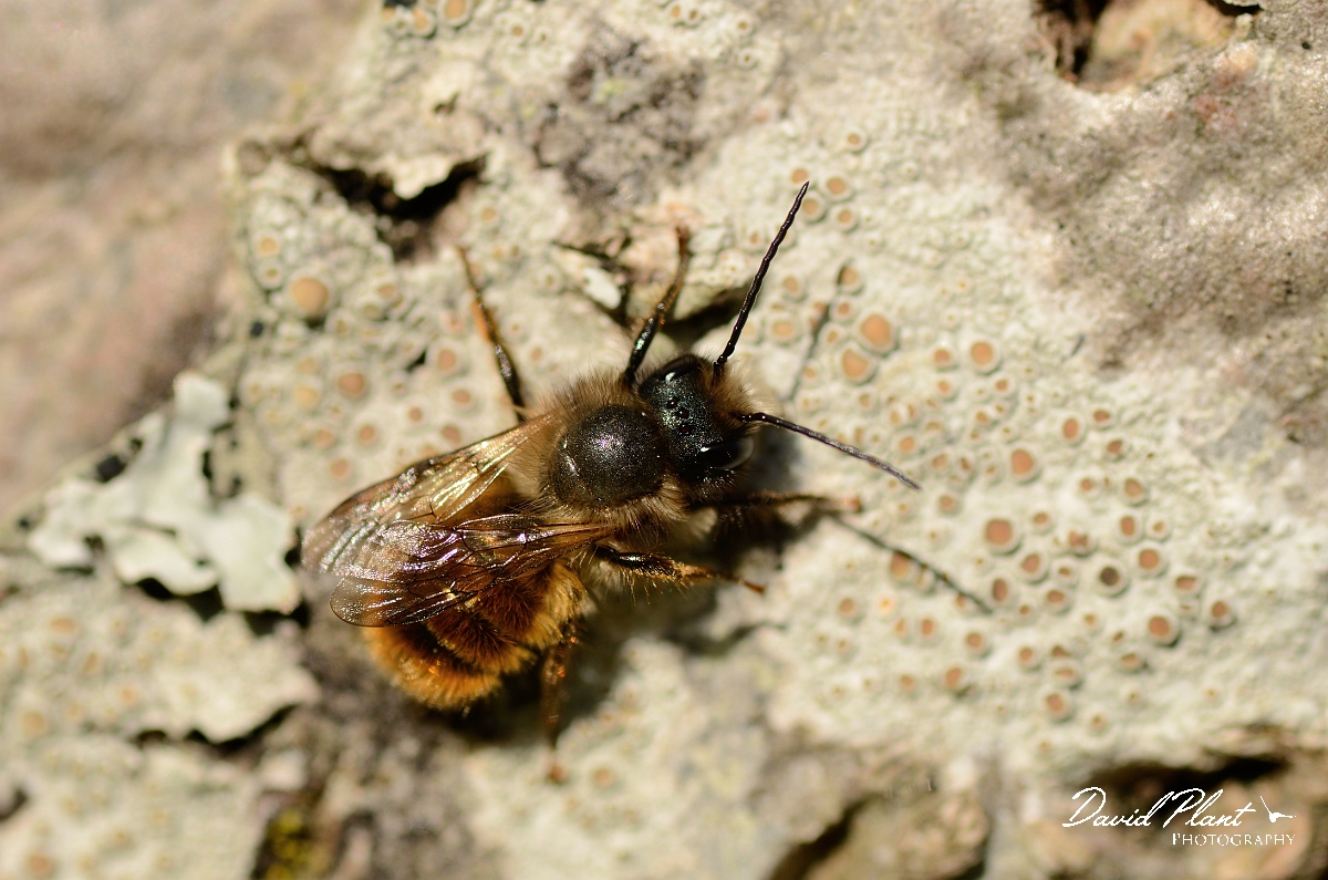 David Plant Photography - Wildlife Photography - Osmia rufa - C.jpg - Red mason bee, Osmia bicronis - Cotswolds