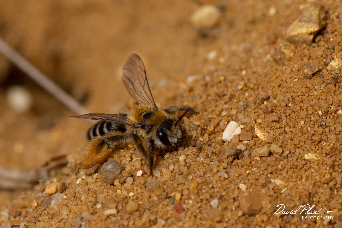 David Plant Photography - Wildlife Photography - Pantaloon bee, Dasypoda hirtipes - B.jpg - Pantaloon bee, Dasypoda hirtipes - Kent