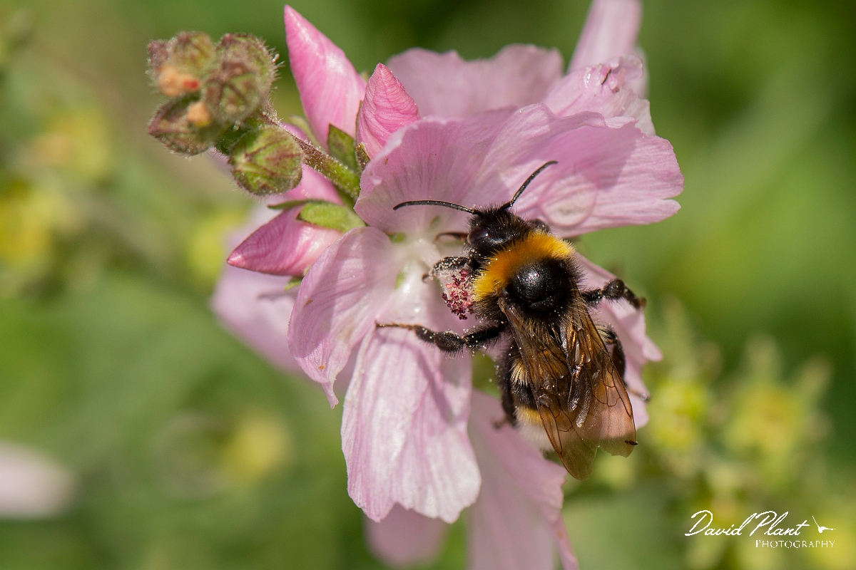 David Plant Photography - Wildlife Photography - Vestal cuckoo bee, Bombus vestalis - A.jpg - Vestal cuckoo bee, Bombus vestalis - Cotswolds