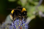 David Plant Photography - Wildlife Photography - Buff-tailed bumblebee, Bombus terrestris - C