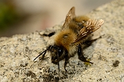 David Plant Photography - Wildlife Photography - Common carder bee, Bombus pascuorum - C