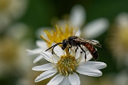 David Plant Photography - Wildlife Photography - Common furrow bee, Lasioglossum calceatum - A
