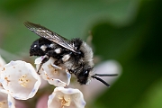 David Plant Photography - Wildlife Photography - Common mourning bee, Melecta albifrons - B