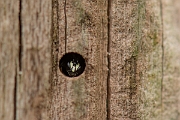David Plant Photography - Wildlife Photography - Common yellow-faced bee, Hylaeus communis - A
